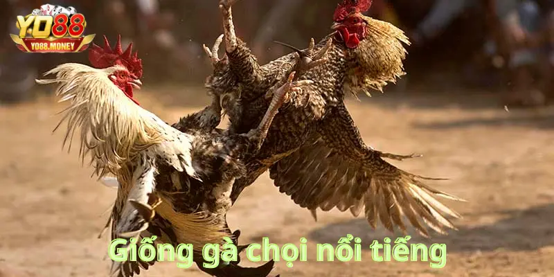 Những giống gà nổi tiếng ở Đá gà Campuchia